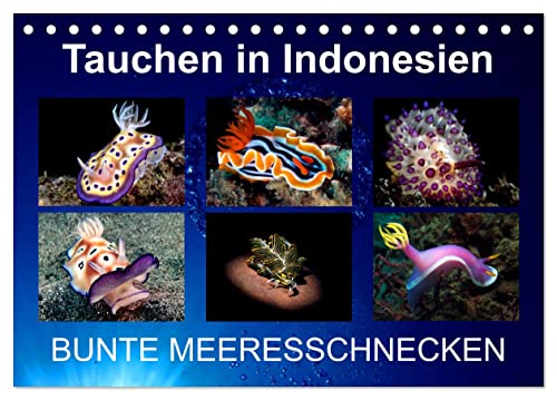 Tauchen In Indonesien Bunte Meeresschnecken Tischkalender 2024 Din